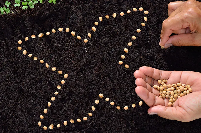 axelent-planting.jpg)