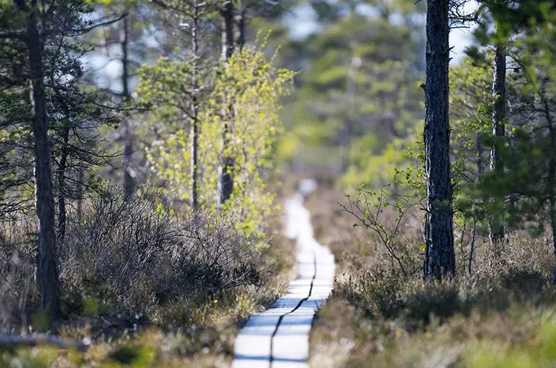 Store Mosse nationalpark